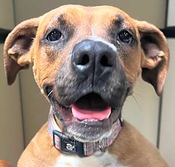 Photo of Sasha C000-235-Chino Hills Location