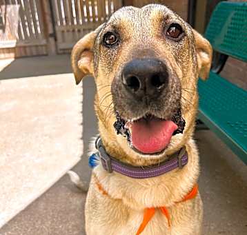 Photo of Pepper