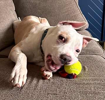 Photo of Roscoe