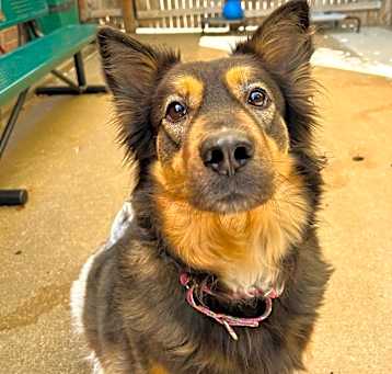 Photo of Honey