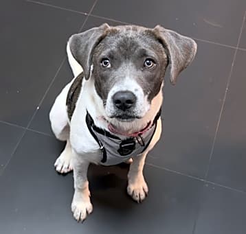 Photo of Pebbles ~ meet me!