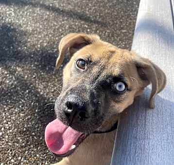 Photo of Bluebell
