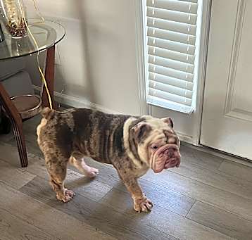Photo of Maverick