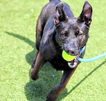Photo of Wrangler