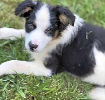 Photo of Baxter new pics and video