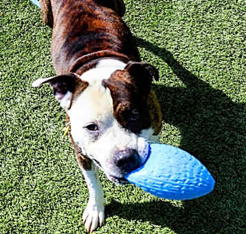 Photo of Big Mac (Stand alone kennel)