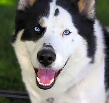 Photo of Panchiko