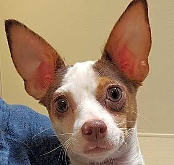 Photo of Taco Belle
