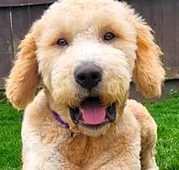 Photo of Bo