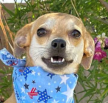 Photo of Trixie
