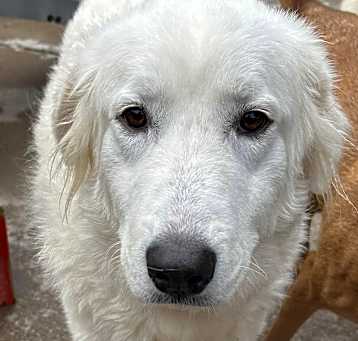 Photo of Petunia