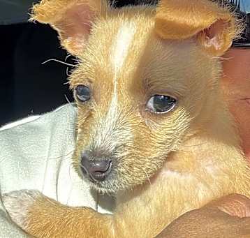 Photo of Archie