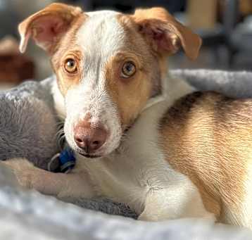Photo of Niko