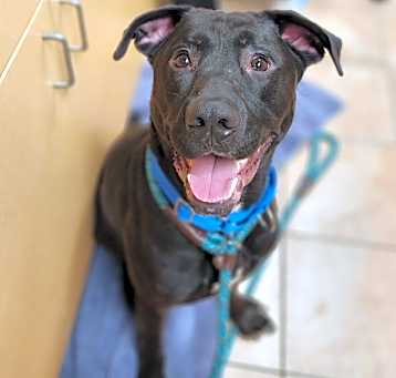 Photo of Barkley (mcas)