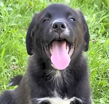Photo of Grizzly 
