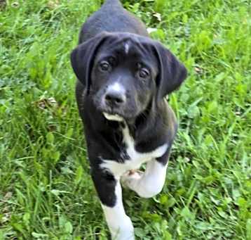 Photo of Duke 