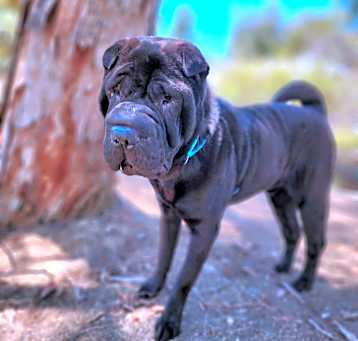 Photo of Bubba C000-209- Chino Hills Location