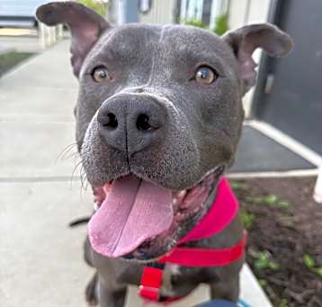 Photo of Onyx -3538