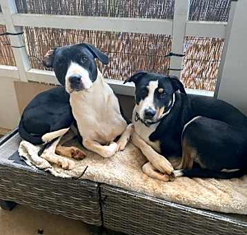 Photo of Teddy and Zeus
