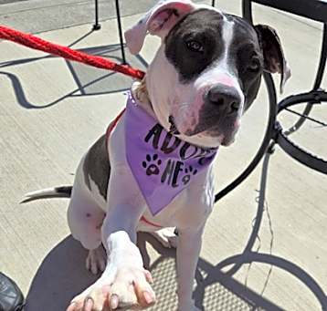 Photo of Bessie