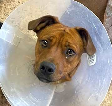 Photo of Honey Bear - AVAILABLE