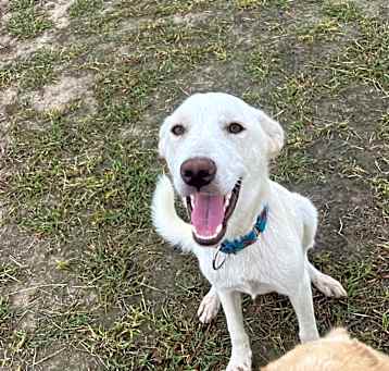 Photo of Pongo