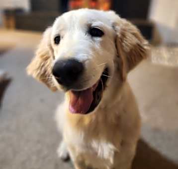 Photo of Milo