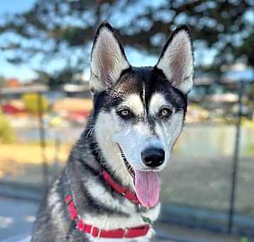 Photo of Thor