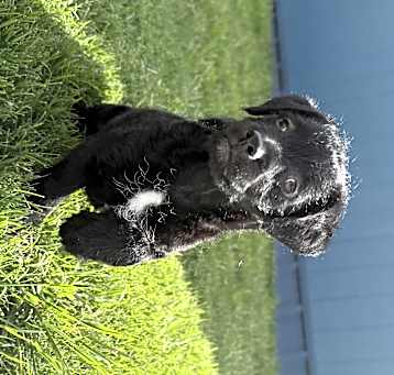 Photo of Rufus
