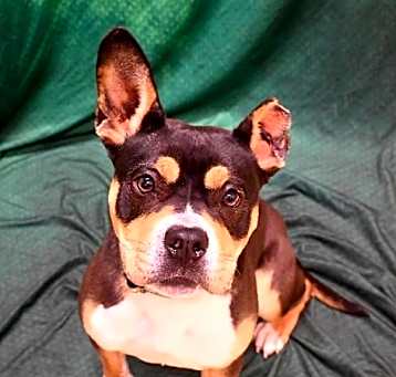 Photo of Roxy