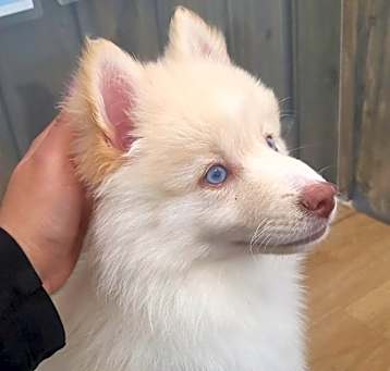 Photo of Snowy