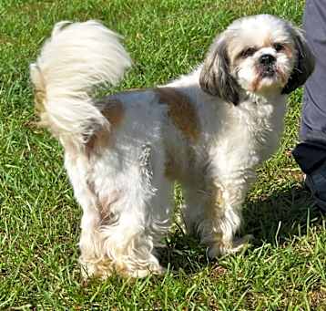 Photo of Cooper