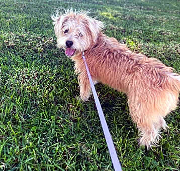 Photo of Suki