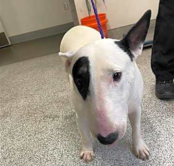 Photo of GIDGET