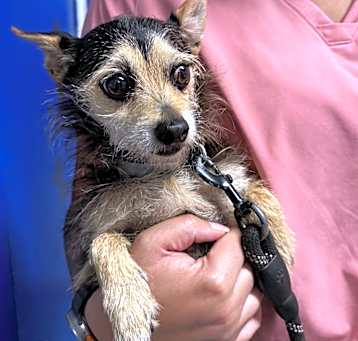 Photo of Dutchess
