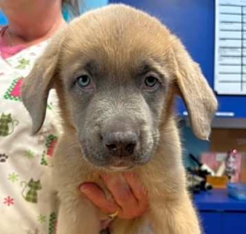 Photo of MoonBeam - AVAILABLE