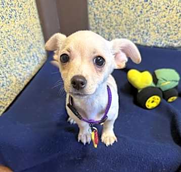 Photo of Ronan - AVAILABLE