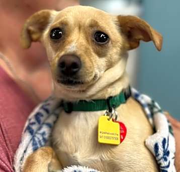 Photo of Mia - AVAILABLE