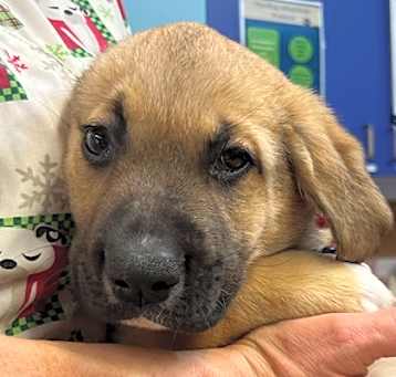 Photo of Harmony - AVAILABLE