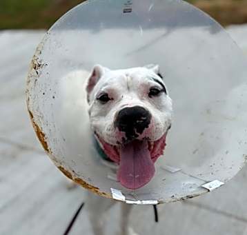 Photo of Diesel