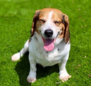 Photo of Ranger