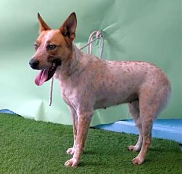 Photo of MAPLE