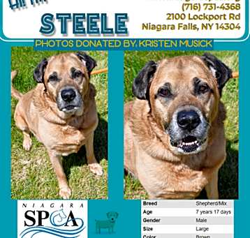 Photo of Steele
