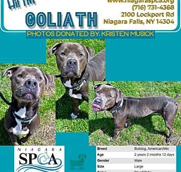 Photo of Goliath