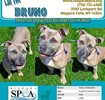 Photo of Bruno