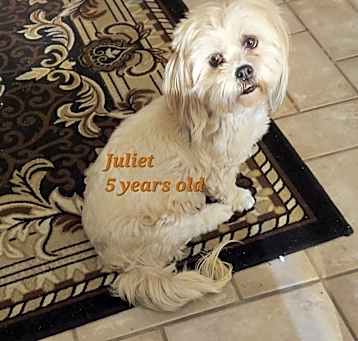 Photo of Juliet