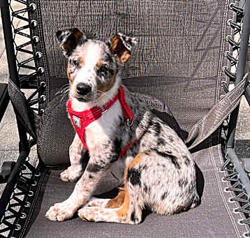 Photo of Rory. ADOPT PENDING