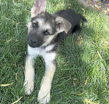 Photo of Gracie