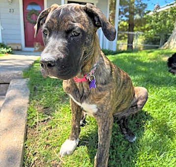 Photo of Stella