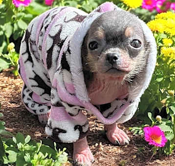 Photo of MOCHI